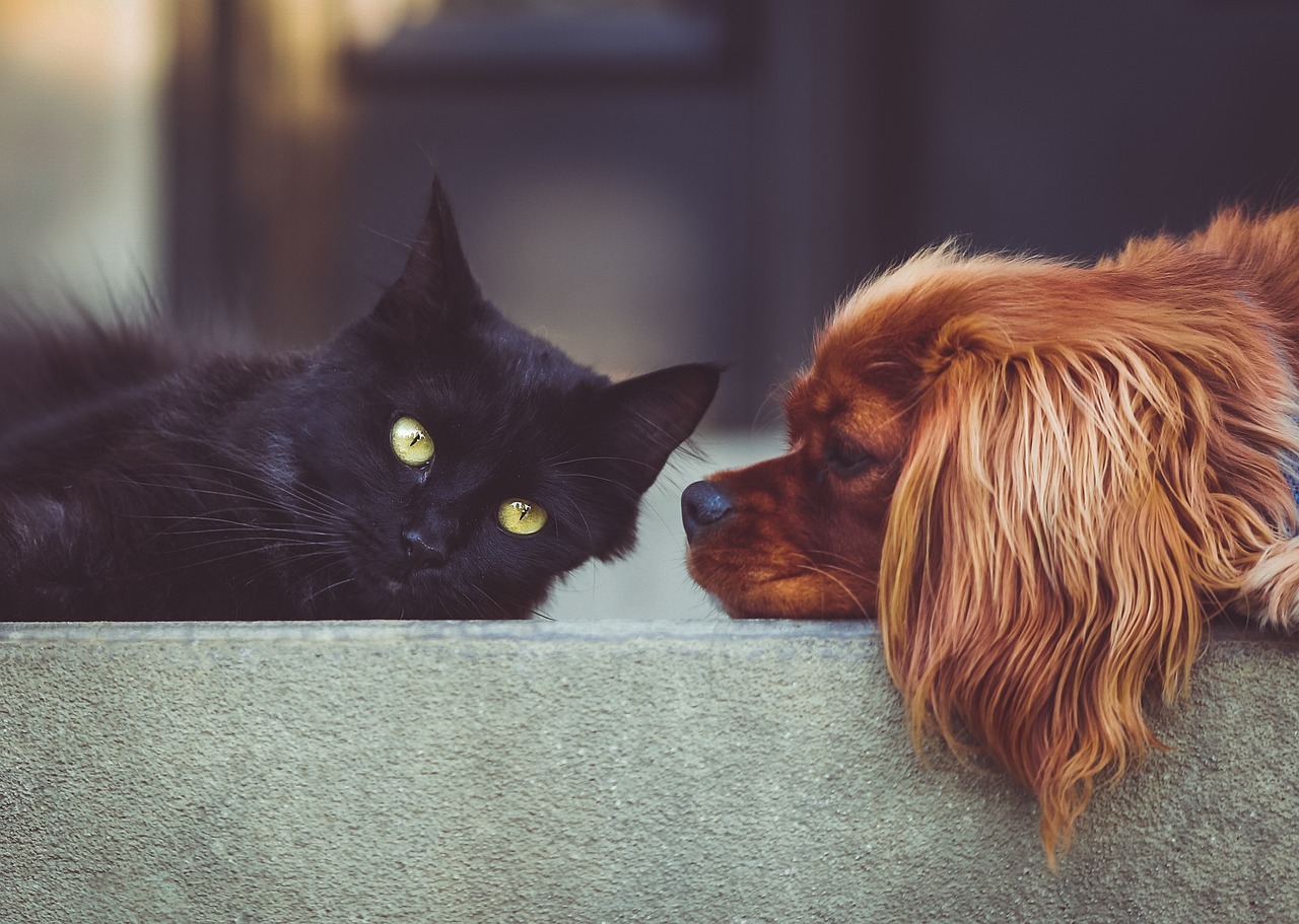 dog, cat, pets, mammals, animals, nature, friends, animal, friendship, brown dog, black cat, pet, domestic, domestic animals, portrait, friendship day