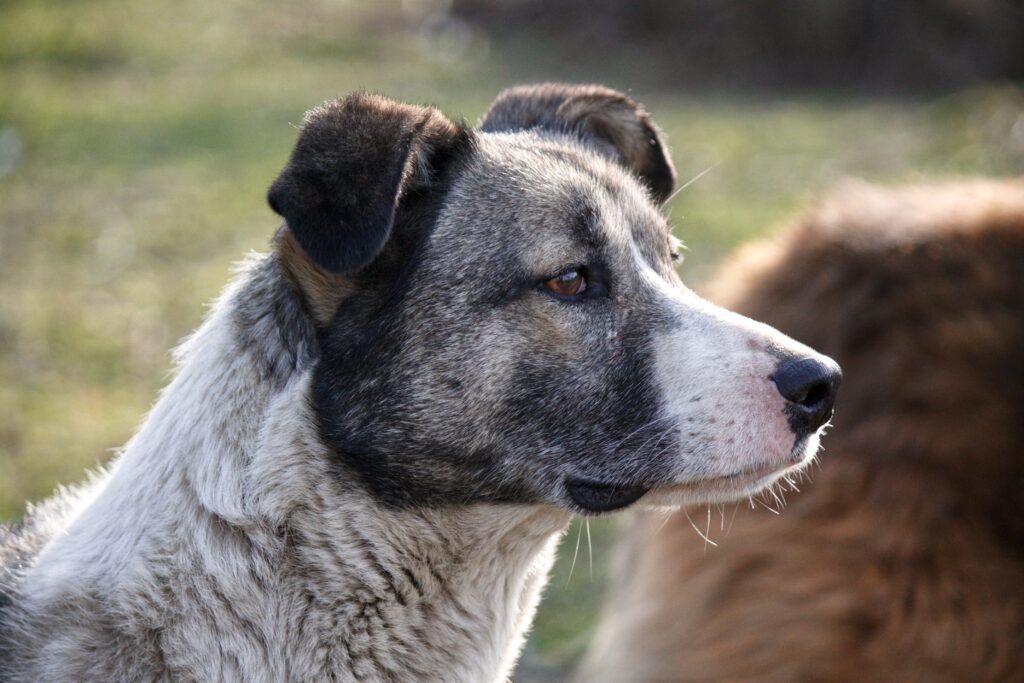 Detailed close-up of a mixed breed dog in a natural setting, showcasing its calm demeanor.